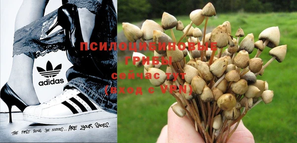 прущие грибы Баксан